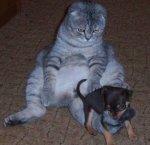 кот.jpg