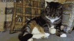 gifs_16.gif