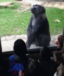 gifs_08.gif