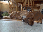 gifs_22 (1).gif