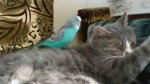 gifs_25 (1).gif