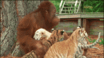 gifs_05.gif