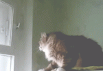 gifs_07 (1).gif