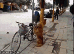 gifs_17.gif