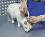 gifs_19.gif