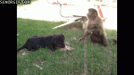 gifs_15 (2).gif