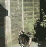 gifs_15 (1).gif