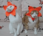 когда пили вместе а накрыло по-разному.gif