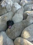 утром в общ тран.jpg
