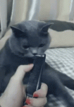 1510234482199683940.gif