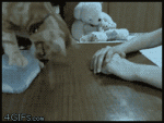 gifs_06.gif