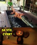 крокодил.jpg