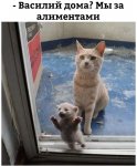 коты.jpg