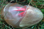 Clathrus archeri000_result.png