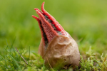 Clathrus archeri001_result.png