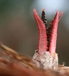 Clathrus archeri002_result.png