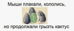 ежики.png