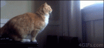 fatcatgif1.gif.gif