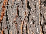 depositphotos_1301180-Pine-bark-close-up.-Texture.jpg