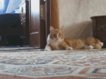 gifs_02.gif