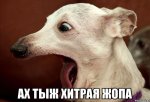 хитрюга.jpeg