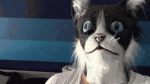2_yapfiles.ru.gif