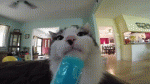 efQk9L6_yapfiles.ru.gif