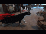 kotyepesochnica799484_yapfiles.ru.gif