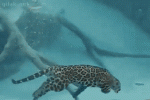 zhivnostkotegifpesochnitsa2966970_yapfiles.ru.gif
