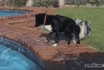 vk_com_animal_gif_0875_yapfiles.ru.gif
