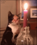 7448704_original[1].gif
