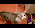 147601358915579087[1].gif