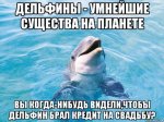 delfin_111096912_orig_.jpg