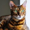 Bengal