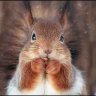 Рыжая Белка