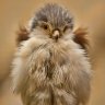 Fluffy