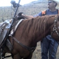 HorseSurvey290