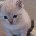 Котенок